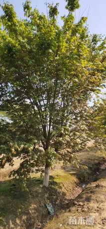 14公分鸡爪槭