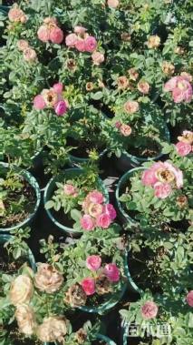 高度50厘米月季