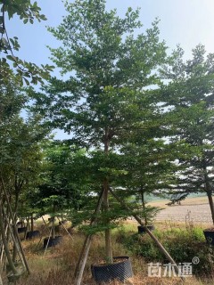 10公分小叶榄仁