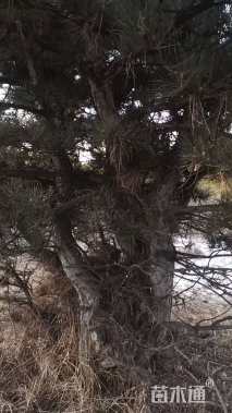 高度300厘米油松