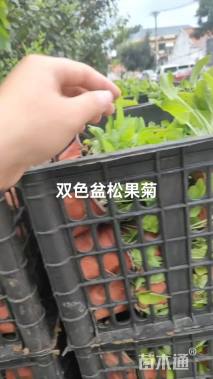 高度15厘米松果菊