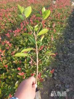高度30厘米红叶石楠小苗