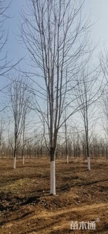 20公分美国红枫-秋火焰