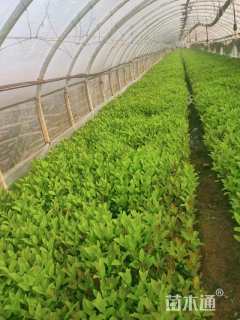 高度20厘米欧洲荚蒾