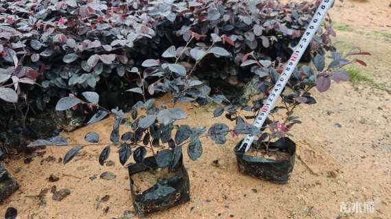 高度20厘米红花继木