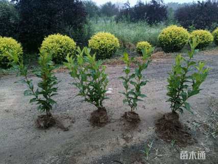 高度60厘米锦带花