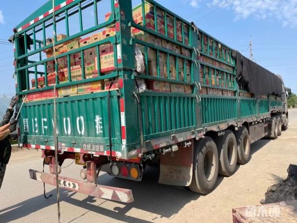 高度15厘米百日草