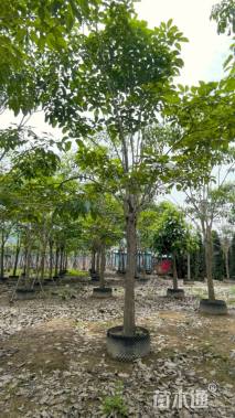 12公分红花风铃木