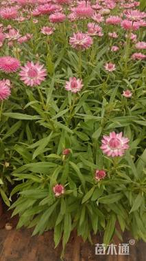 高度25厘米蜡菊