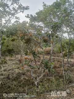 28公分红果冬青