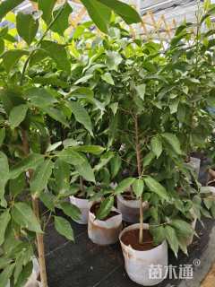 高度160厘米桂花小苗