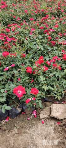 高度30厘米月季