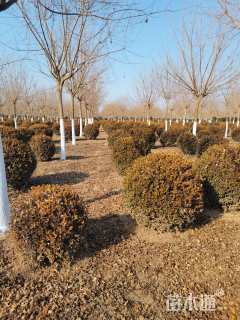 冠幅80厘米小叶黄杨球