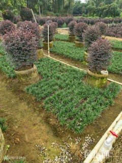 高度5厘米玉龙草