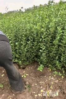 冠幅60厘米卫矛球