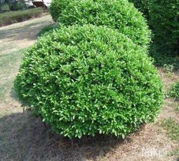 冠幅180厘米小叶黄杨球