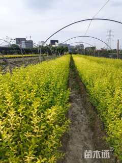 高度25厘米金禾女贞