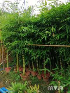 地栽苗佛肚竹