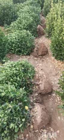 高度45厘米大叶黄杨