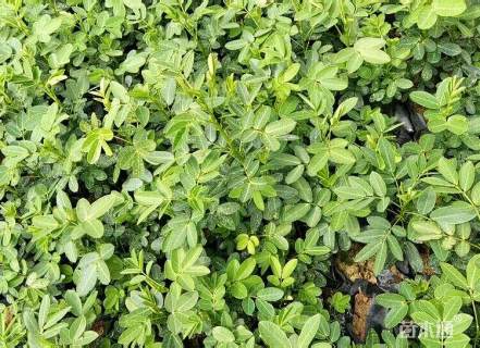 高度20厘米双荚槐