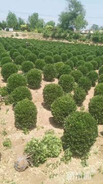 冠幅80厘米大叶黄杨球