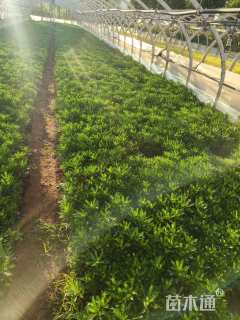 高度20厘米黄缨菊