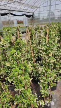 120厘米风车茉莉