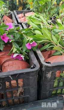 高度15厘米长春花