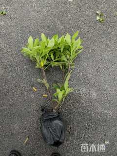 高度25厘米瑞香