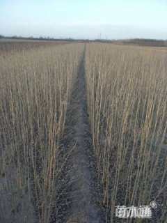 高度100厘米丛生木槿