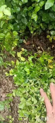 高度30厘米小叶女贞小苗