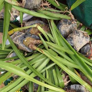 高度25厘米朱顶红