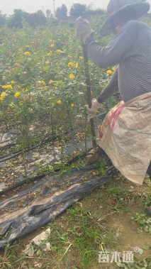 1.5公分小青杆月季