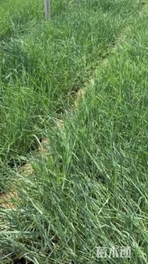 高度35厘米蓝冰麦