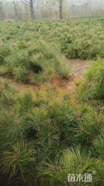 高度350厘米黑松