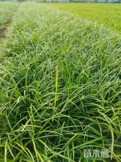 高度15厘米麦冬