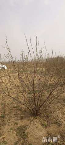 高度180厘米丛生榆叶梅