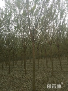 11公分速生国槐