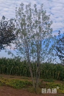 高度400厘米丛生金叶白蜡