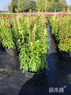 高度40厘米金鱼草