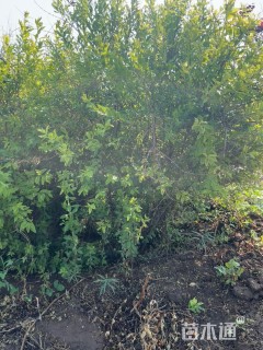 高度150厘米绣线菊