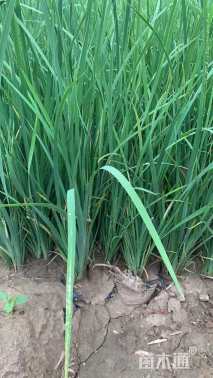 高度30厘米马莲