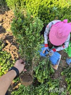 高度40厘米小叶黄杨