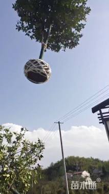 10公分红果冬青