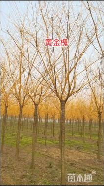 5公分金枝槐