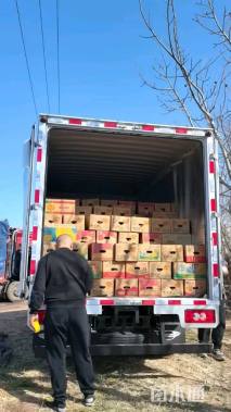 高度20厘米美国薄荷