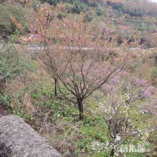 14公分日本晚樱