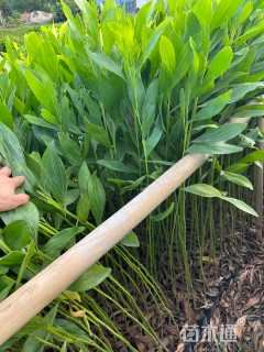 60公分马占相思