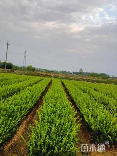 高度40厘米卫矛