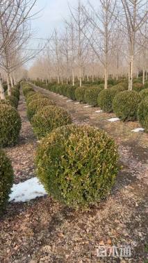 高度60厘米瓜子黄杨